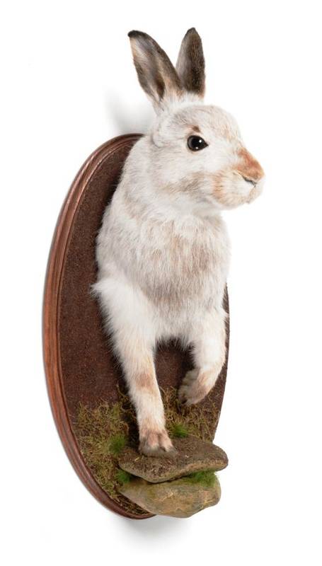 Lot 2006 - Taxidermy: Scottish Mountain Hare (Lepus timidus), modern, forepart mount with head turning...