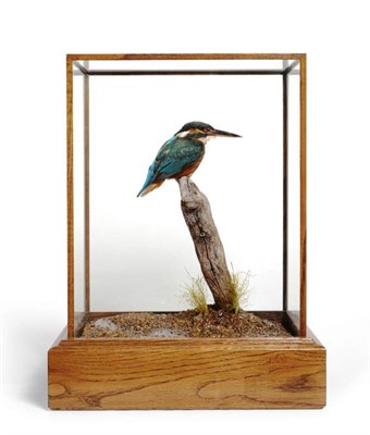 Lot 2007 - Taxidermy: Common Kingfisher (Alcedo atthis), circa 2012, by Carl Church, full mount perched atop a