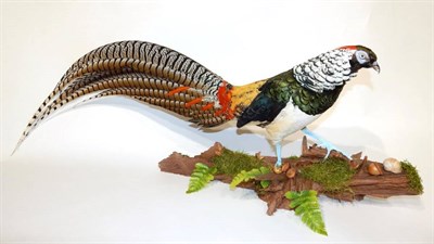 Lot 2009 - Taxidermy: Lady Amherst Pheasant (Chrysolophus amherstiae), modern, full mount cock bird in walking