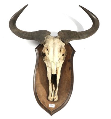 Lot 2010 - Skulls/Antlers: Blue Wildebeest (Connochaetes taurinus), circa 1900, by Rowland Ward, horns on...