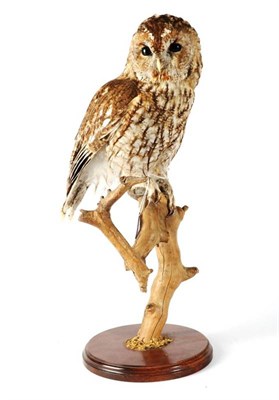 Lot 2012 - Taxidermy: Tawny Owl (Strix aluco), circa 25/02/98, by Brian Lancaster Taxidermy, full mount...