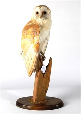 Lot 2013 - Taxidermy: Barn Owl, (Tito alba), circa 1997, by Brian Lancaster Taxidermy, full mount with...