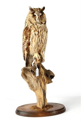 Lot 2014 - Taxidermy: Long Eared Owl, (Asio otus), circa 1997, by Brian Lancaster Taxidermy, full mount...