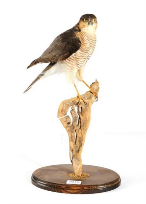Lot 2015 - Taxidermy: Sparrowhawk, (Accipiter nisus), circa 25/02/98, by Brian Lancaster Taxidermy, male...