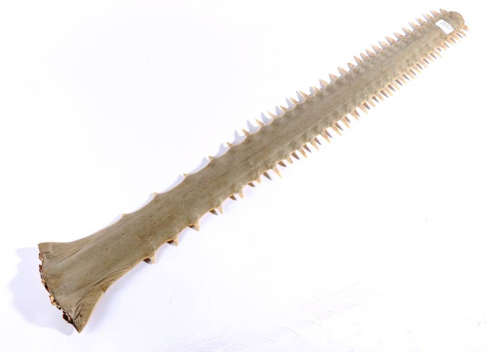 Lot 2017 - Taxidermy: Large Sawfish Rostrum (Pristidae spp), circa early 20th century, 59 teeth, 101.5cm long