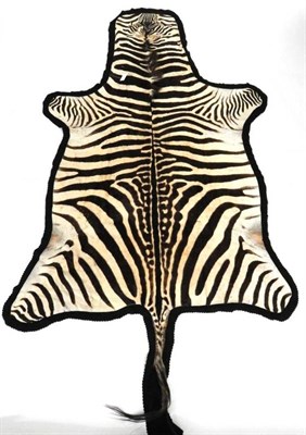 Lot 2022 - Taxidermy: Burchell's Zebra Skin (Equus quagga), circa 1960, flat skin rug, with flat head,...