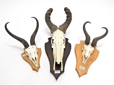 Lot 2027 - Antlers/Horns: African Hunting Trophies, Red Hartebeest (Alcelaphus caama), circa late 20th...