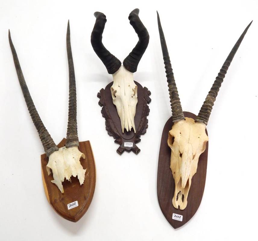 Lot 2028 - Antlers/Horns: African Hunting Trophies, Red Hartebeest (Alcelaphus caama), circa late 20th...