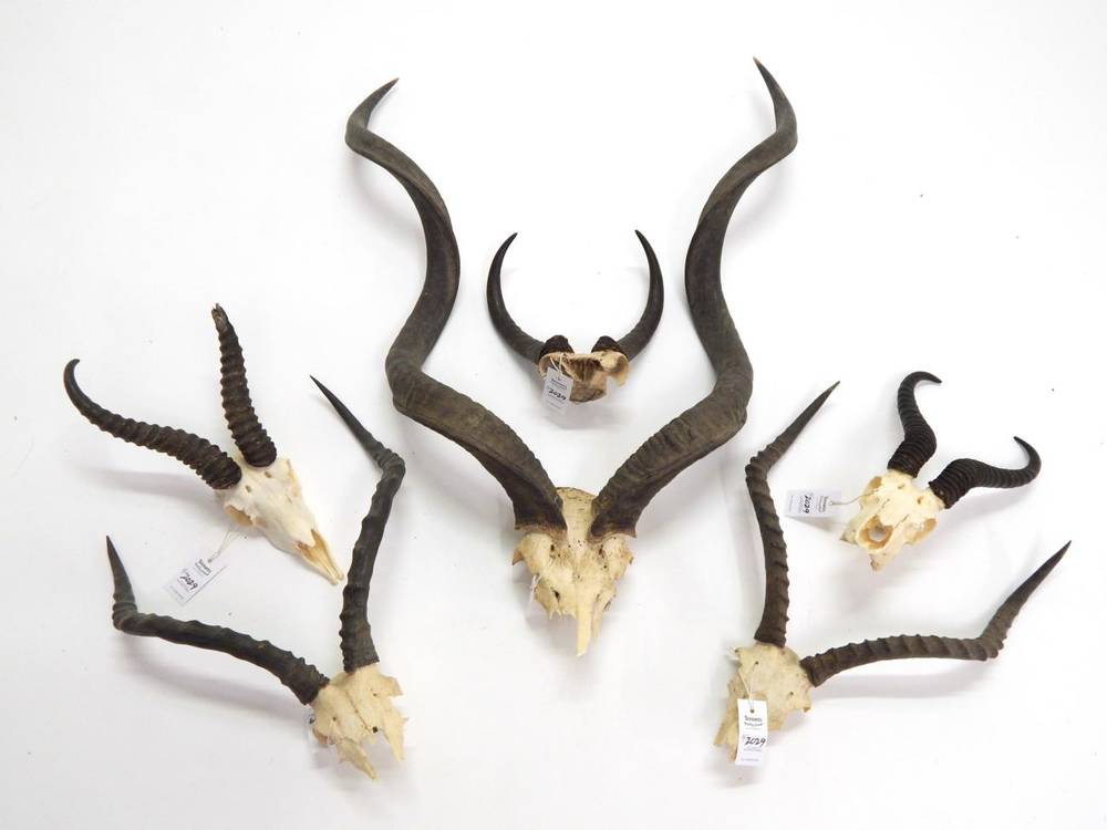 Lot 2029 - Antlers/Horns: African Hunting Trophies, Cape Greater Kudu (Strepsiceros strepsiceros) circa...