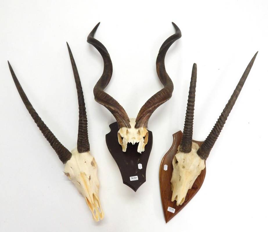 Lot 2030 - Antlers/Horns: African Hunting Trophies, Cape Greater Kudu (Strepsiceros strepsiceros) circa...