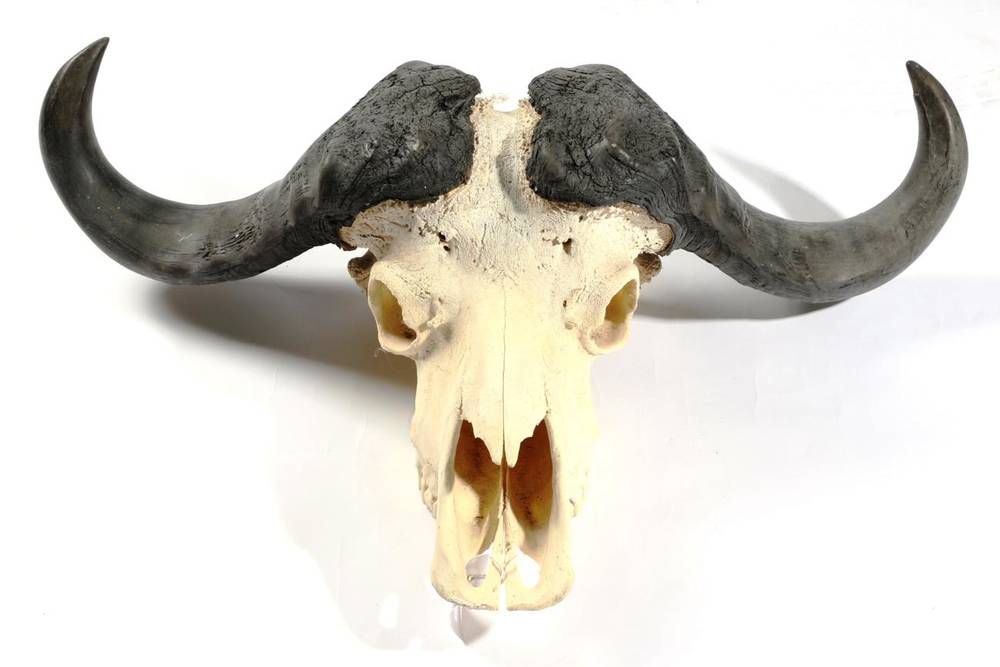 Lot 2031 - Antlers/Horns: African Hunting Trophy, Cape Buffalo (Syncerus caffer), circa late 20th century,...