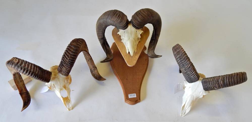 Lot 2032 - Antlers/Horns: European Mouflon (Ovis orientalis musimon), circa late 20th century, adult three...