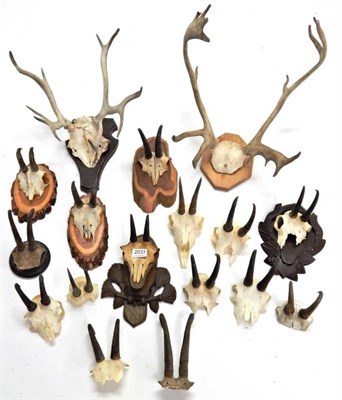 Lot 2033 - Antlers/Horns: Alpine Chamois (Rupicapra rupicapra), fifteen various sets of horns, some on cut...