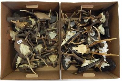 Lot 2034 - Antlers/Horns: Roe Buck (Capreolus capreolus), circa mid-late 20th century, thirty sets of...