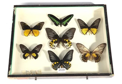 Lot 2039 - Entomology: A Collection of Birdwing Butterflies, circa mid-late 20th century, to include six...
