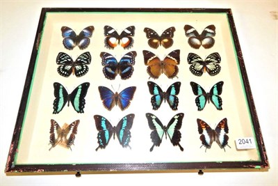 Lot 2041 - Entomology: A Collection of African Butterflies, circa late 20th century, sixteen specimens to...