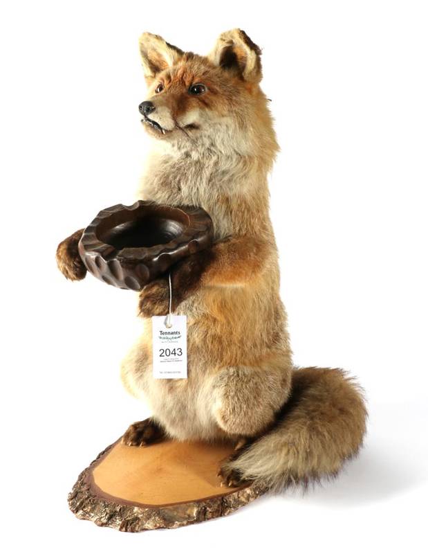 Lot 2043 - Taxidermy: Red Fox Waiter (Vulpes vulpes), circa late 20th century, full mount dog fox in...