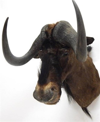 Lot 2044 - Taxidermy: Black Wildebeest (Connochaetes gnou), circa late 20th century, shoulder mount...