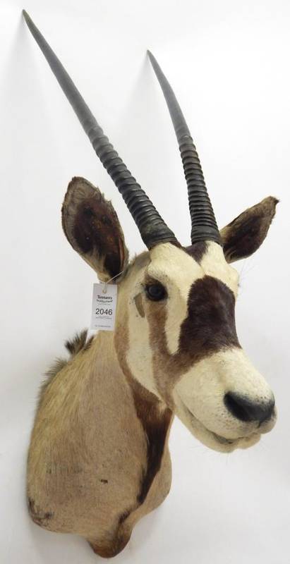 Lot 2046 - Taxidermy: Kalahari Gemsbok Oryx (Oryx gazella gazella), circa late 20th century, shoulder...