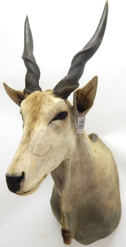 Lot 2047 - Taxidermy: Cape Eland (Taurotragus oryx oryx), circa late 20th century, large bull shoulder...