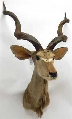 Lot 2048 - Taxidermy: Cape Greater Kudu (Strepsiceros strepsiceros), circa late 20th century, large bull...