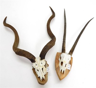 Lot 2050 - Antlers/Horns: African Hunting Trophies, Cape Greater Kudu (Strepsiceros strepsiceros), circa...