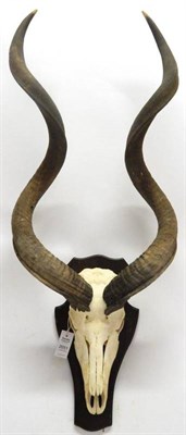 Lot 2051 - Antlers/Horns: African Hunting Trophy, Cape Greater Kudu (Strepsiceros strepsiceros), circa...