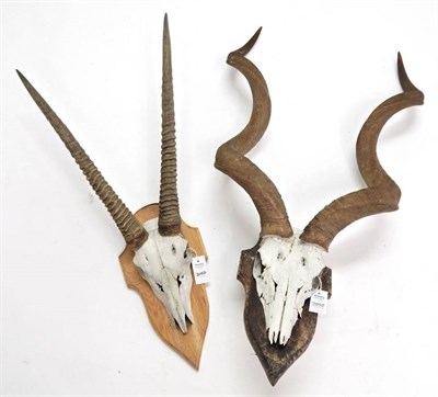 Lot 2052 - Antlers/Horns: African Hunting Trophies, Cape Greater Kudu (Strepsiceros strepsiceros), circa...
