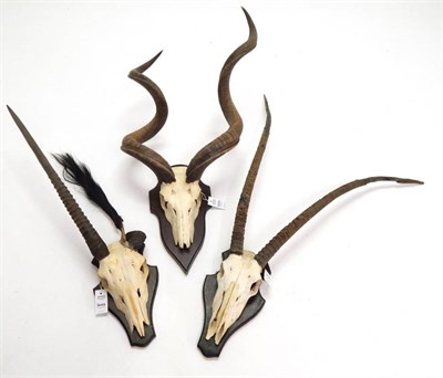 Lot 2053 - Antlers/Horns: African Hunting Trophies, Cape Greater Kudu (Strepsiceros strepsiceros), circa...
