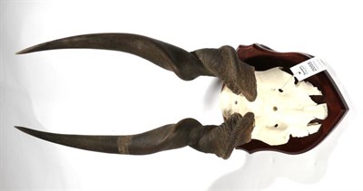 Lot 2055 - Antlers/Horns: African Hunting Trophy, East African Eland (Taurotragus oryx pattersonianus),...