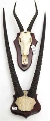 Lot 2056 - Antlers/Horns: African Hunting Trophies, Gemsbok Oryx (Oryx gazella gazella), circa early 20th...