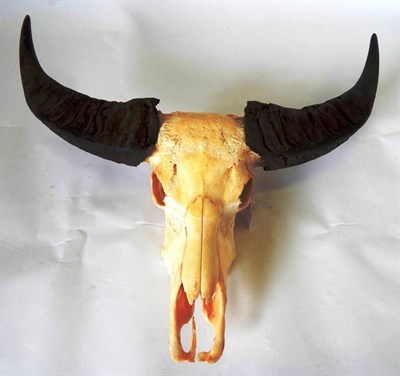 Lot 2057 - Antlers/Horns: Domestic Asian Water Buffalo (Bubalis bubalis), horns on bleached upper skull,...