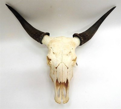 Lot 2058 - Antlers/Horns: Australian Scrub Bull (Bos javanicus), modern, large pair of horns on bleached upper