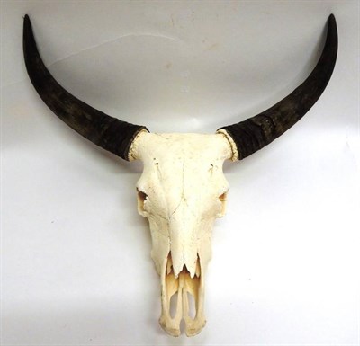Lot 2059 - Antlers/Horns: Banteng Bull (Bos javanicus), modern, horns on bleached upper skull, widest span...
