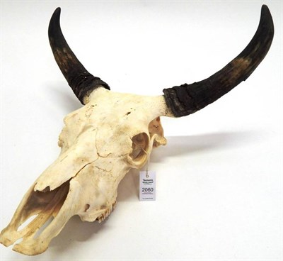 Lot 2060 - Antlers/Horns: Australian Scrub Bull (Bos javanicus), modern, large pair of horns on bleached upper