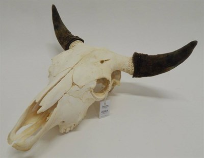 Lot 2061 - Antlers/Horns: Australian Scrub Bull (Bos javanicus), modern, large pair of horns on bleached upper