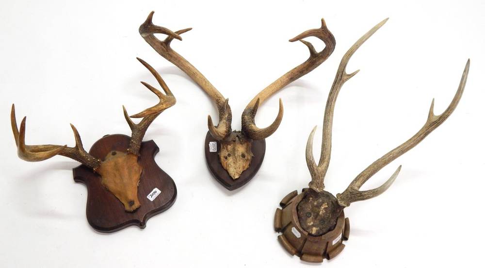 Lot 2070 - Antlers/Horns: Eld's Deer (Rucervus eldii), circa 1900, antlers on cut upper frontlet, widest...