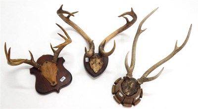 Lot 2070 - Antlers/Horns: Eld's Deer (Rucervus eldii), circa 1900, antlers on cut upper frontlet, widest...