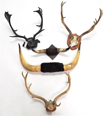 Lot 2071 - Antlers/Horns: Fallow Deer (Dama dama), three sets of various sized antlers on shields, one set...