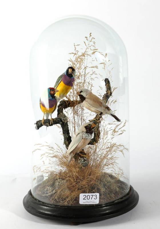Lot 2073 - Taxidermy: Australian Finches, circa early 20th century, a group of four finches native to...