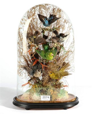 Lot 2074 - Taxidermy: A Late Victorian Group of Six Tropical Birds, circa 1880-1900, a group of six...