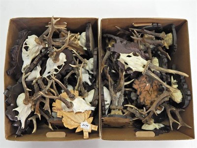Lot 2079 - Antlers/Horns: Roe Buck (Capreolus capreolus), circa late 20th century, forty sets of...