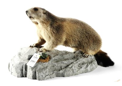 Lot 2081 - Taxidermy: Alpine Marmot (Marmota marmota), circa late 20th century, full mount with head...