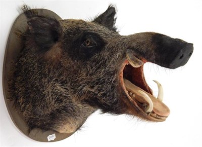Lot 2083 - Taxidermy: European Wild Boar (Sus scrofa), circa late 20th century, head mount looking...