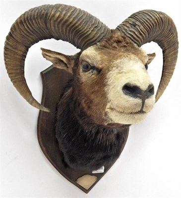 Lot 2084 - Taxidermy: European Mouflon (Ovis orientalis musimon), circa 1979, head mount on shield looking...
