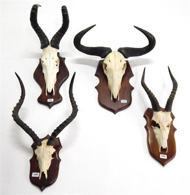 Lot 2085 - Antlers/Horns: African Hunting Trophies, circa late 20th century, Red Hartebeest horns on cut upper