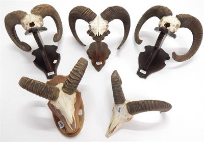 Lot 2086 - Antlers/Horns: European Mouflon (Ovis orientalis musimon), five sets of adult horns on cut...