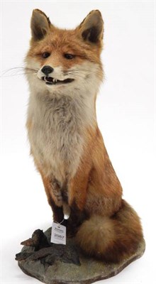 Lot 2087 - Taxidermy: Red Fox (Vulpes vulpes), circa late 20th century, full mount in sitting position looking