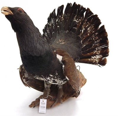 Lot 2088 - Taxidermy: A Collection of European Game Birds, circa late 20th century, including a...