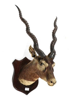 Lot 2091 - Taxidermy: Indian Black Buck (Antilope cervicapra), circa 1900, neck mount looking straight...